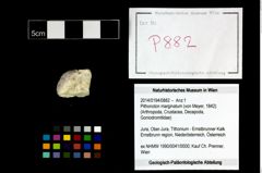 Foto (Objekt + Etikett) von Pithonoton marginatum (von Meyer, 1842)  (NHMW-GEO-2014-0194-0882)